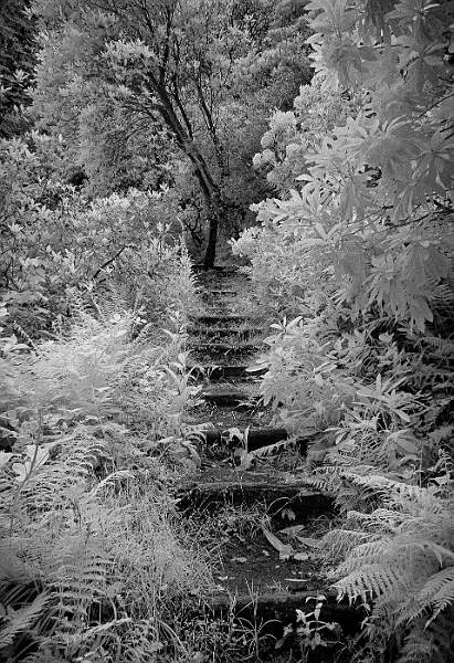 Steps.jpg