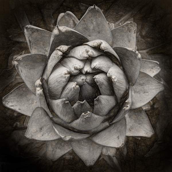Artichoke.jpg