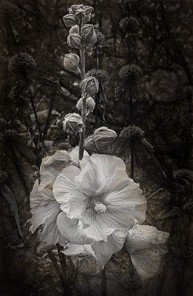 Hollyhock.jpg