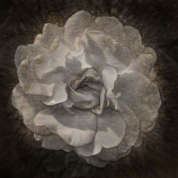 Rose.jpg